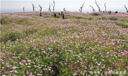 简直|简直不要太美！15亩格桑花点燃西华湿地