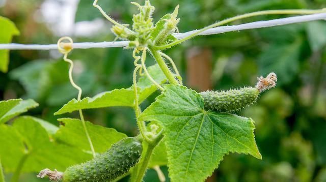  黄瓜|温室越冬黄瓜栽培技术，掌握分段管理经验，有效提高黄瓜的生长