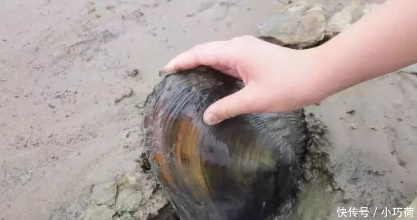 河里|全吃过的是牛人，这些农村河里的野味胜过餐厅的硬菜，你吃过么