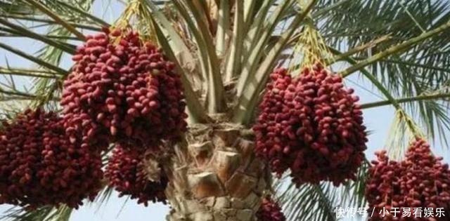 当成|迪拜的“贵族水果”,被当成财富象征,中国人为啥不屑一顾?