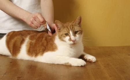  猫咪|收养流浪猫是好事学会正确的收养流浪猫