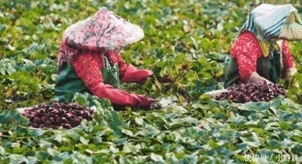 印度|这菜原产印度,当地没人吃,如今在中国广泛种植,一到夏天就热卖