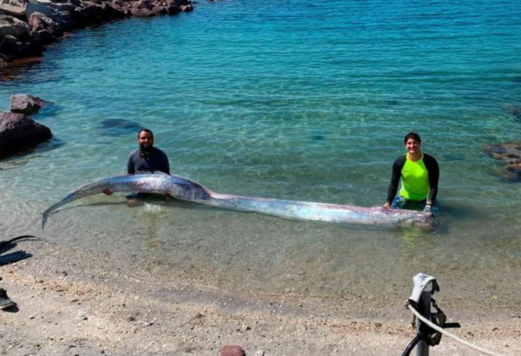 地震|7月已有8次6级以上地震！墨西哥突现约4米长地震鱼，是地震前兆？