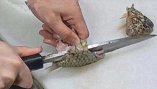 要花费|世界上钻石级硬度的鱼,刀崩了鱼都没事,厨师要花费很大功夫制作