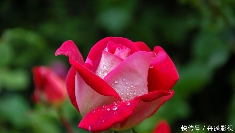  年底|最近半年，财运大红大紫，3生肖吃喝不愁有人帮，一旺到年底