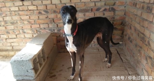 宠物|农村狗市流行什么狗?三种狗狗很受喜欢,价格也不贵