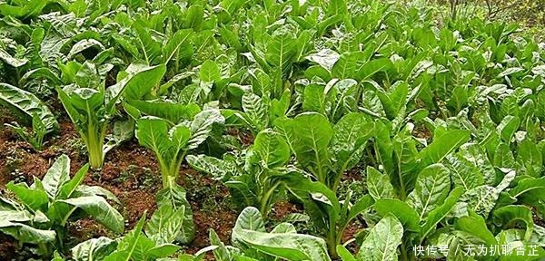 青菜|堪称历史上最节俭的皇帝,皇宫里种菜,早上只吃青菜豆腐