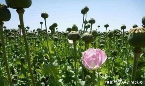  全球|全球最大的罂粟产区：占全球产量80% 可直接影响世界价格