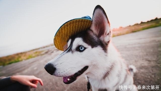 吸引|哈士奇众所周知的几个“优势”,哪点吸引了你