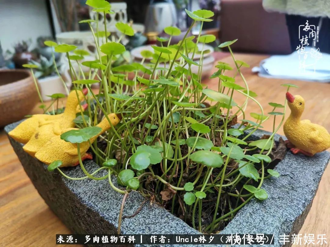  泡一壶|多肉庭院慢生活种一片多肉，喝一杯果酒，泡一壶清茶！