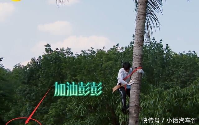 椰子树|节目为何不阻止彭昱畅高空摘椰子当镜头拍到这个细节,瞬间懂了