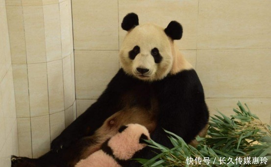 丁丁|俄罗斯美女动物园长,为爱学习中文,会的第一句话就是“丁丁”