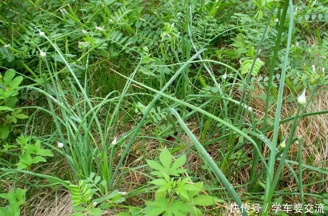 春节|春节乖乖待在家大鱼大肉吃腻了吧春天一种“野草”让你不再油腻