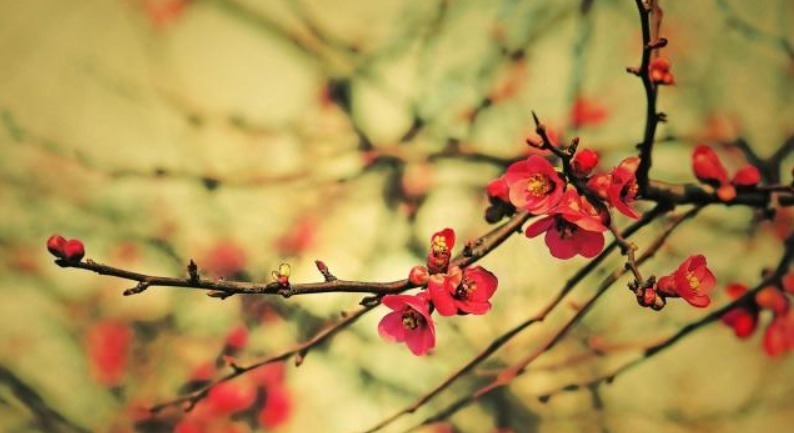  回诗|徐志摩写了首肉麻情诗，林徽因9年后回诗一首，文字灵动令人叹服