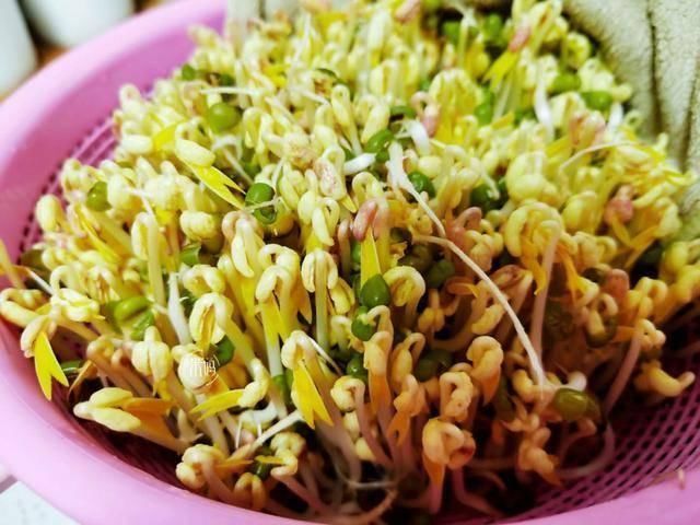 脆嫩|这个发豆芽小秘方,姥姥用了半辈子,又粗壮又脆嫩,3天就能吃