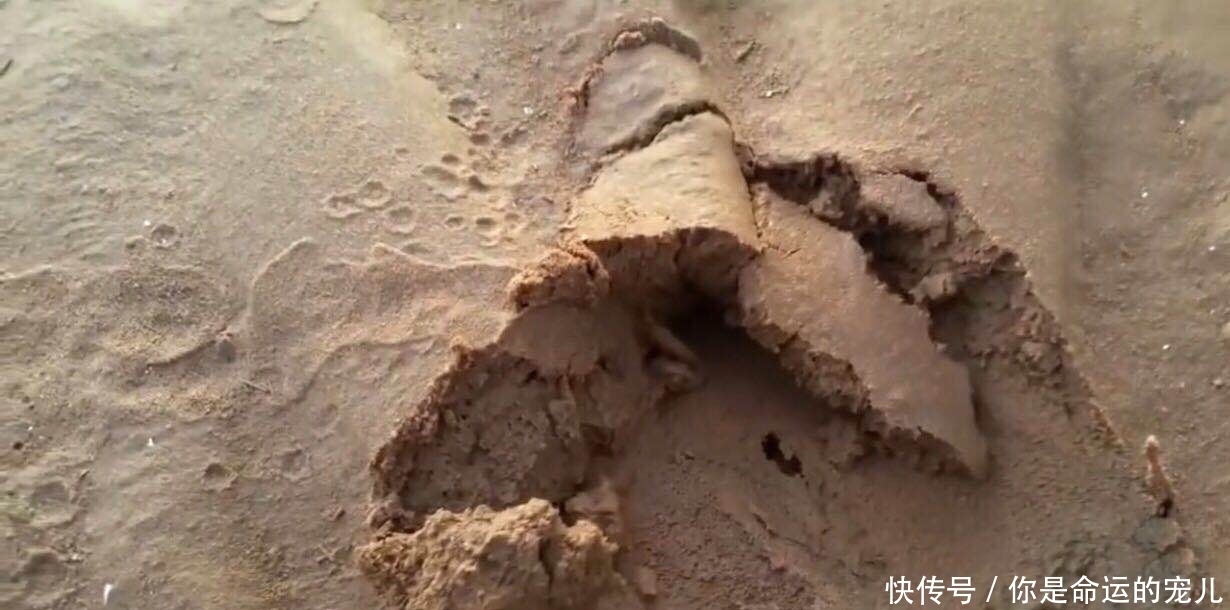 宝贝|男子海边看到洞就挖，顺着挖下去，全是“宝贝”可是赚大了