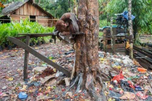 肿瘤|农村女子山里发现一长着“大肿瘤”还会动的树,上前查看双眼呆了