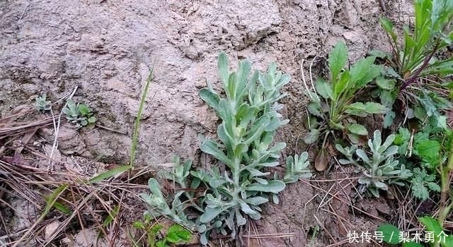 农村|田埂上一草叫“鼠耳草”,农民用来养猪,但做糍粑很好吃,还降压