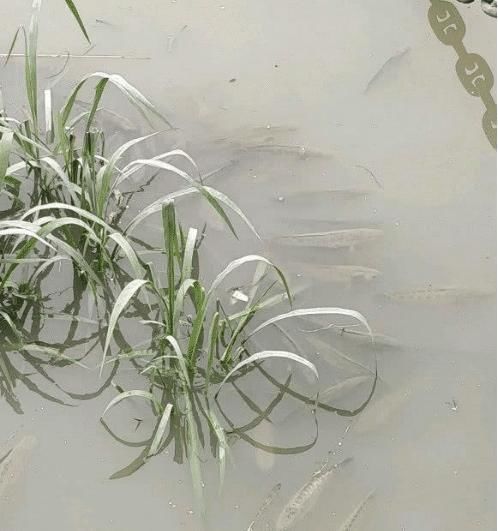 男子|长江黑鱼泛滥男子长江边钓鱼发现大量黑鱼聚集,网友令人担忧