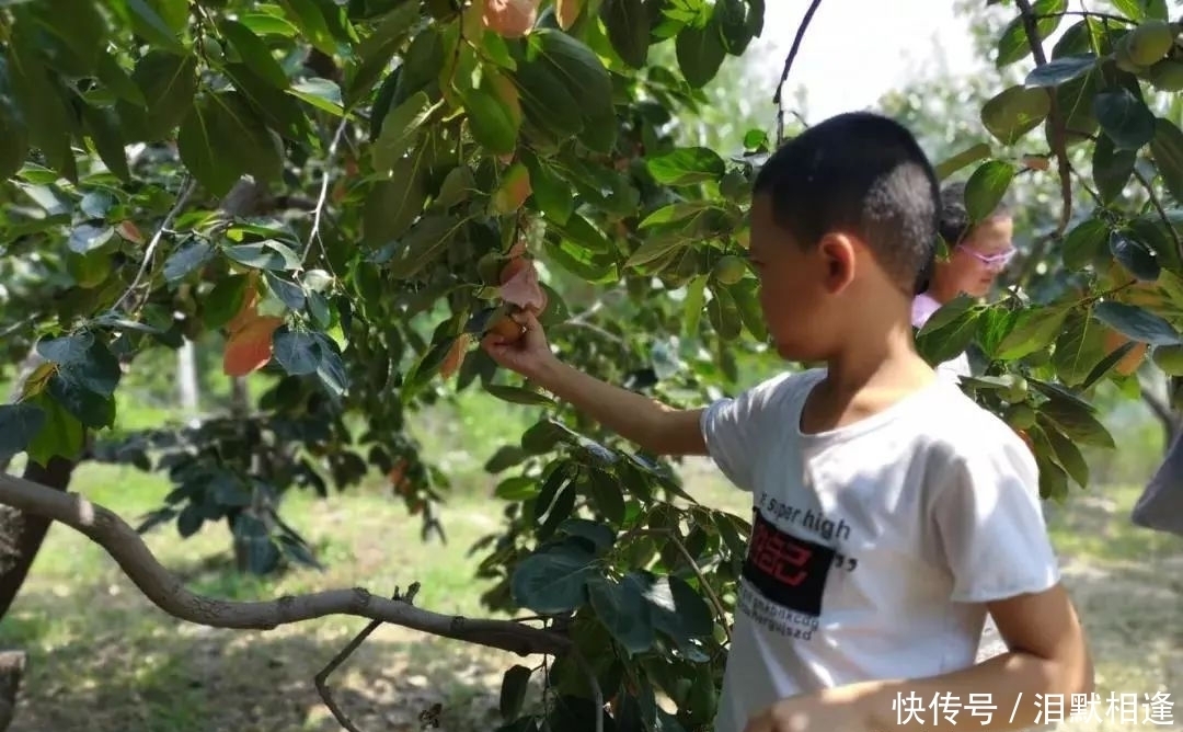 守候|爷爷种的火晶柿子,方圆数十里都是柿子香,而今只有老奶奶守候!