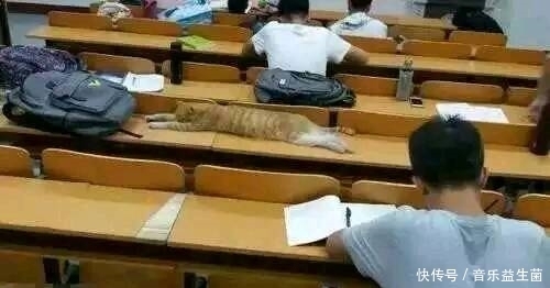 搞笑段子|趣味图片幽默段子: 哈哈哈,妹子你好好的怎么挂树上了呢