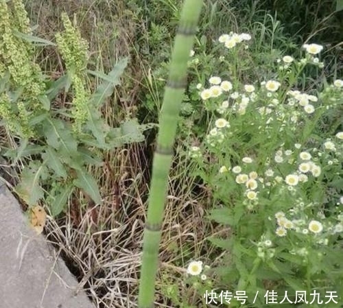 不起眼|在农田,1种“杂草”不起眼,被称为“木贼草”,1斤卖到“5元”