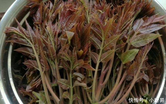 大厨|香椿焯水引争议,到底需不需要呢大厨来告诉你,可别再做错了