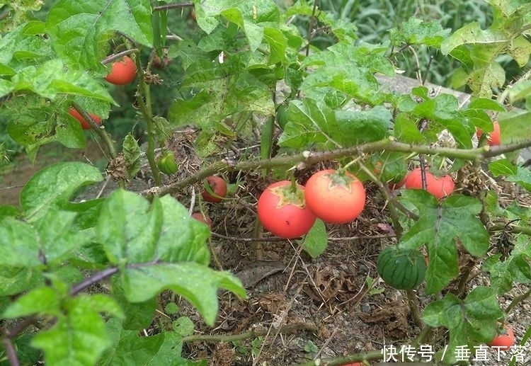  野果|全身有毒又有刺，过去烂一地没人要，如今常有农民种植，10元一斤