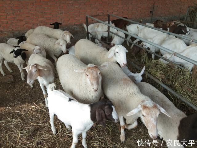 季节|又到了一年两次的驱虫季节,每次驱虫都不彻底,这个步骤应该没做