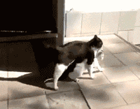  爆笑|爆笑GIF：大哥扎着小辫，你别来男澡堂子行么