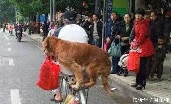 奶奶|老农从狗肉店救下了一只金毛犬，此后的金毛这样报恩