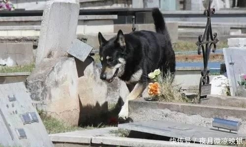 队长|墓前守候10年，不畏风雨只为了等候主人重聚