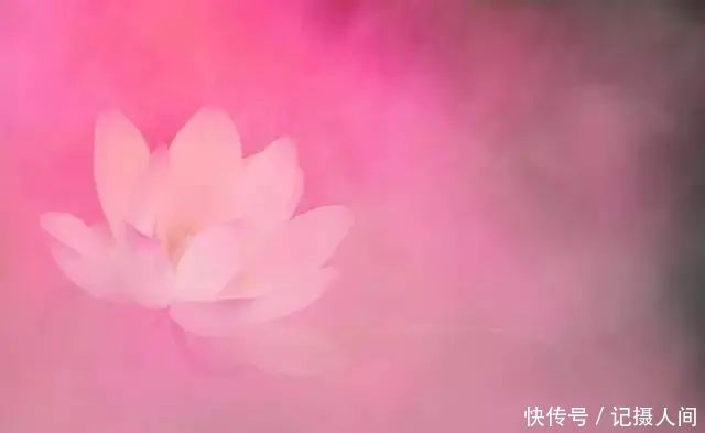  莲花|一个老外拍的荷花，惊艳