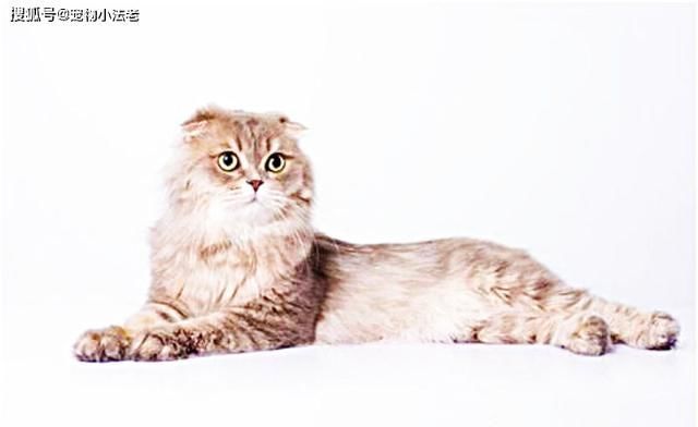 哭笑不得|猫咪被饿了一天,一气之下,送了份“礼物”给主人,让人哭笑不得