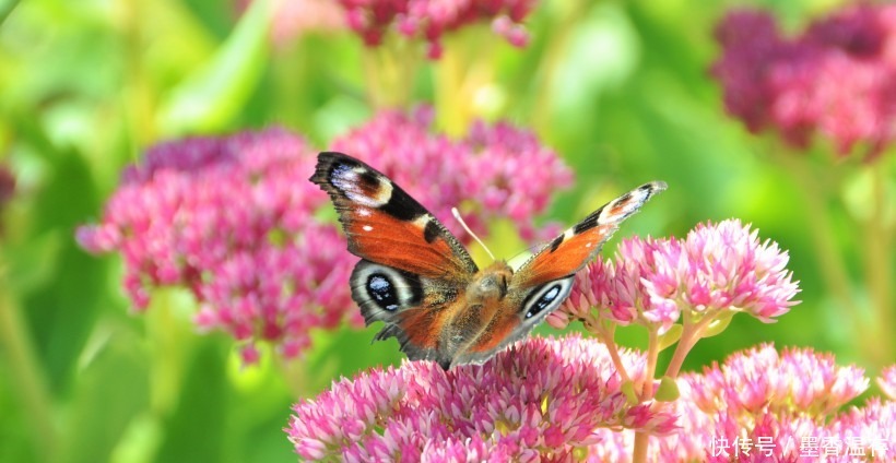 走运|这4大生肖的人要走运了!八月好运连绵不断,爱情事业金钱都到来