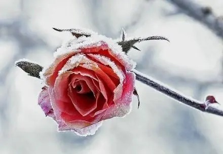  尺度|人生的价值，即以其人对于当代所做的工作为尺度