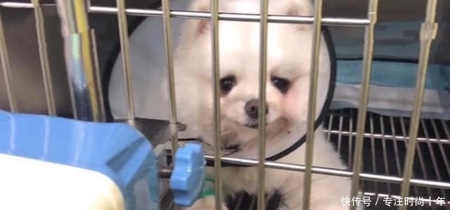 老师|“一条狗命多少钱！” 说此话的北大女博士后和老师谈话