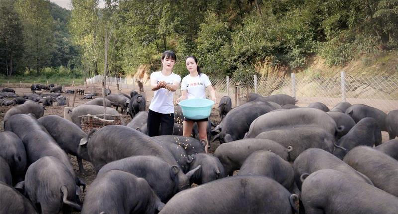 反对|3年了,不顾家人反对,大学毕业回农村养猪的河南女孩,如今怎样