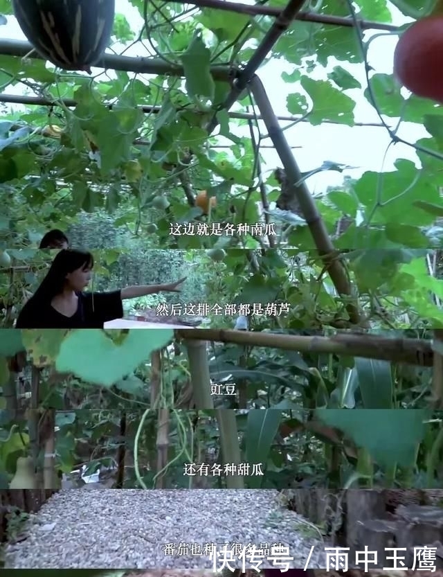  在家|在家种个菜都这么美，还要什么花园？