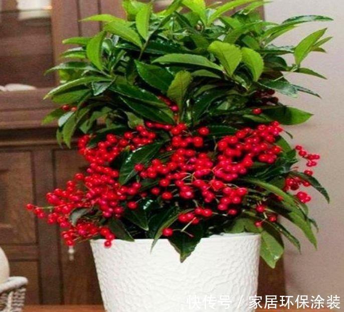  财运|自带福运的4种花，开花漂亮财运来，盛开时繁花似锦