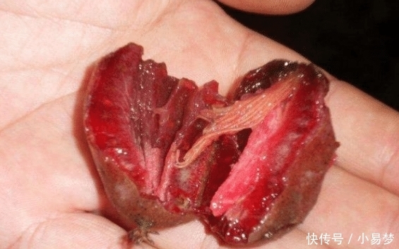 没人要|南方这“水果”甜过甘蔗,卖1元一斤没人要,北方卖60元不嫌贵!