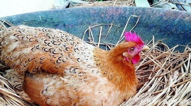 实拍|超市鸡蛋不是母鸡下的？实拍工厂生产鸡蛋全过程，原来是这样！