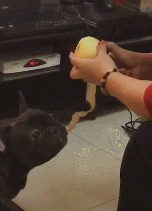  津津有味|奶奶削苹果，狗狗在下面吃果皮，垃圾桶都省了，狗：能削快点吗？