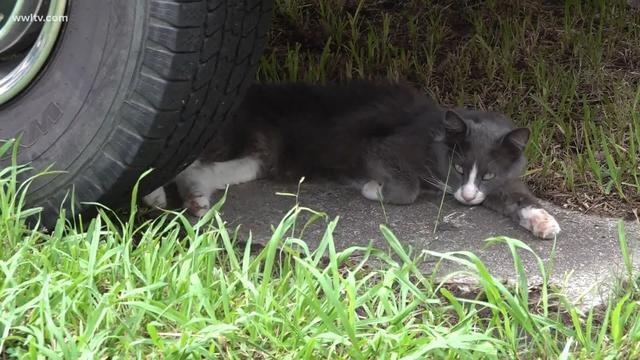  主人|猫咪爱偷邻居内衣裤，被抓后还一脸不在乎！主人惭愧道歉