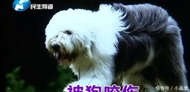  付女士|女子遛狗不栓绳被咬伤，上门索赔1万5，邻居：没拴绳就是你的错