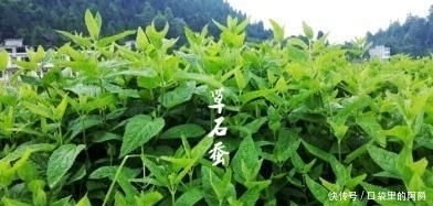 生于|草石蚕，别名螺丝菜，生于水边、湿地、田边，地下茎形似螺丝