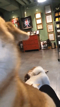 GIF|搞笑GIF：这个特效怎么样！