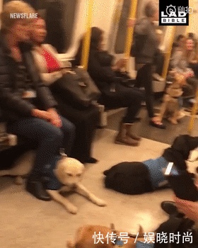 地铁|带狗上地铁会发生什么事情?狗子:我可爱了,也被撸秃了