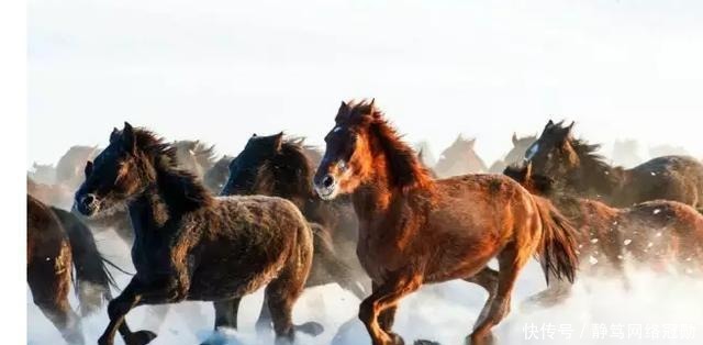 金朝|金朝能迅速灭掉北宋,为何抵挡不住蒙古铁骑?这一“装备”落后了