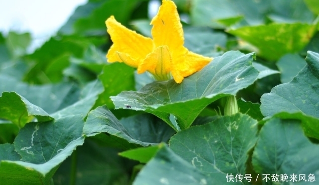  维生素C|农村喂猪的野菜，能美容美颜，预防便秘，促进排毒，还抗衰老